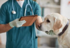 Dieta é essencial no tratamento da enteropatia crónica em cães, concluiu estudo