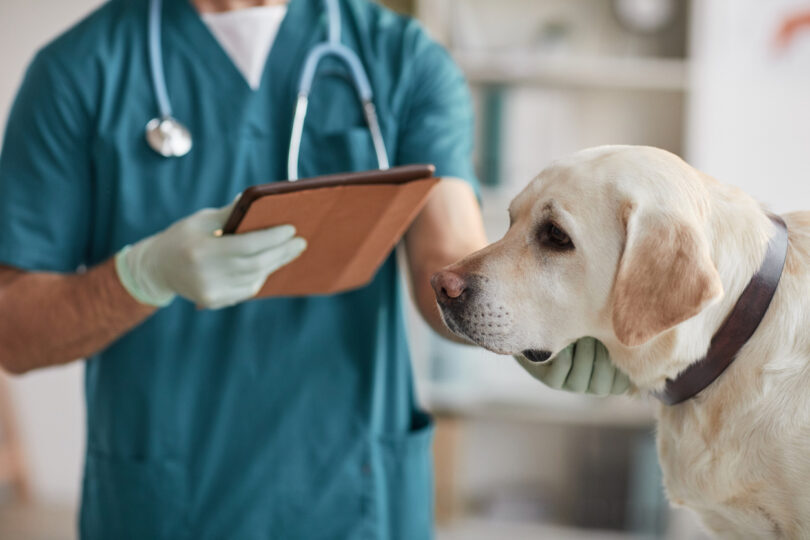 Dieta é essencial no tratamento da enteropatia crónica em cães, concluiu estudo