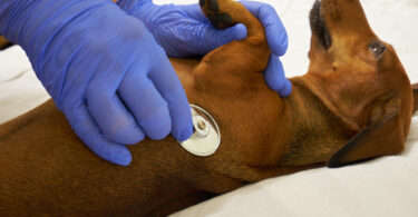 Quais as raças de cães com maior predisposição para tumor raro da glândula adrenal?