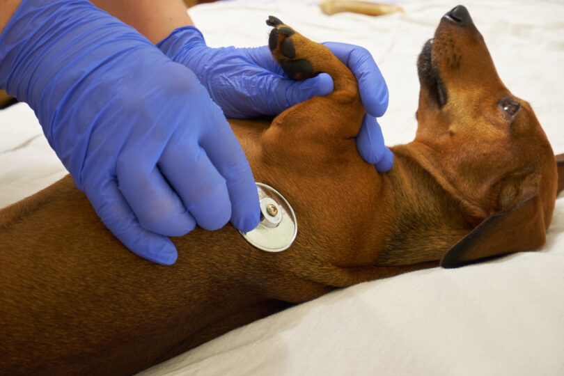 Quais as raças de cães com maior predisposição para tumor raro da glândula adrenal?