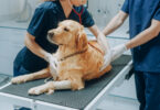 Estudo revelou que 62% dos tumores em cães nos EUA ficam por diagnosticar