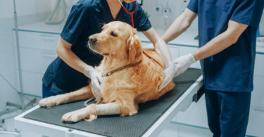 Estudo revelou que 62% dos tumores em cães nos EUA ficam por diagnosticar