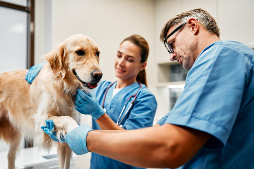 AniCura alerta para a dupla exigência clínica e emocional da prática veterinária