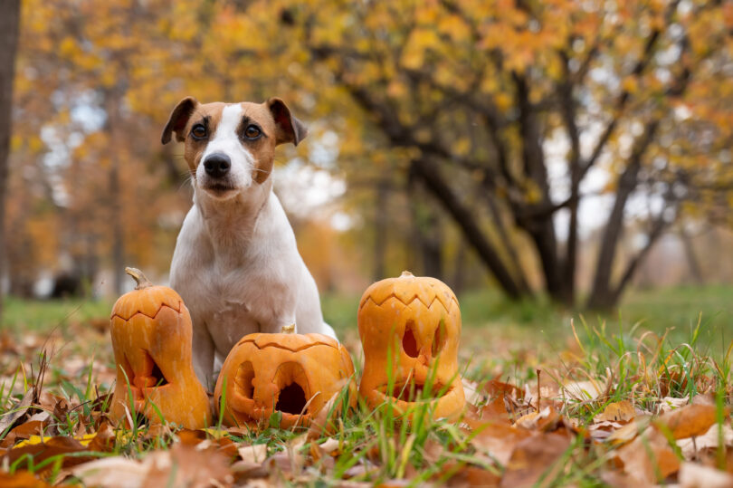 AniCura chama a atenção para os perigos das guloseimas durante o Halloween