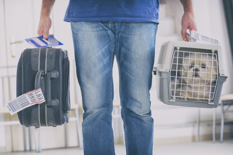 Tribunal Europeu decide que animais de companhia contam como bagagem em viagens de avião