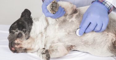 Novo estudo investiga ligação entre deficiência de imunoglobulina A e dermatite atópica canina