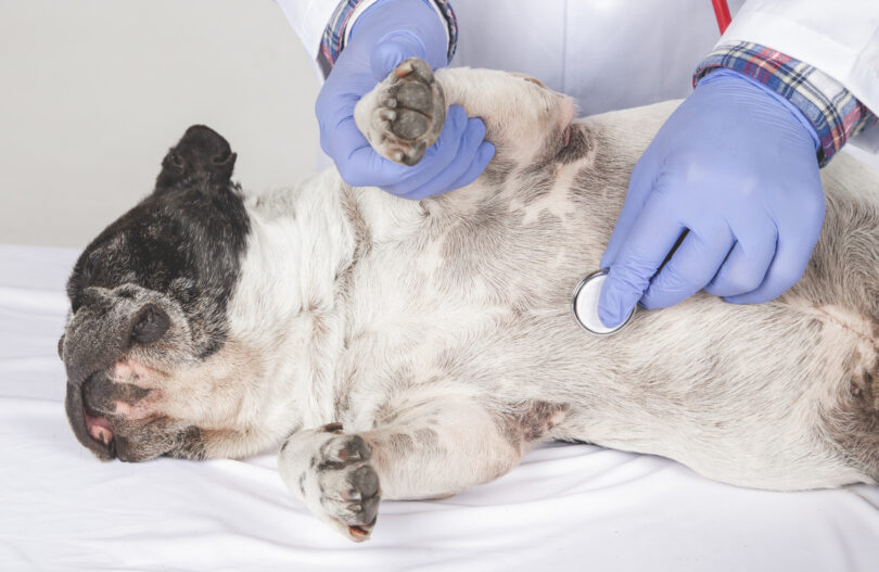 Novo estudo investiga ligação entre deficiência de imunoglobulina A e dermatite atópica canina