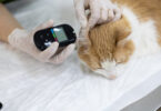 Há novas diretrizes para diagnóstico e tratamento da diabetes felina
