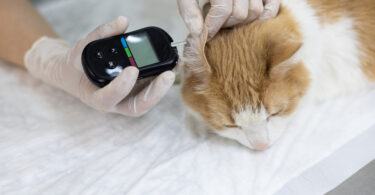 Há novas diretrizes para diagnóstico e tratamento da diabetes felina