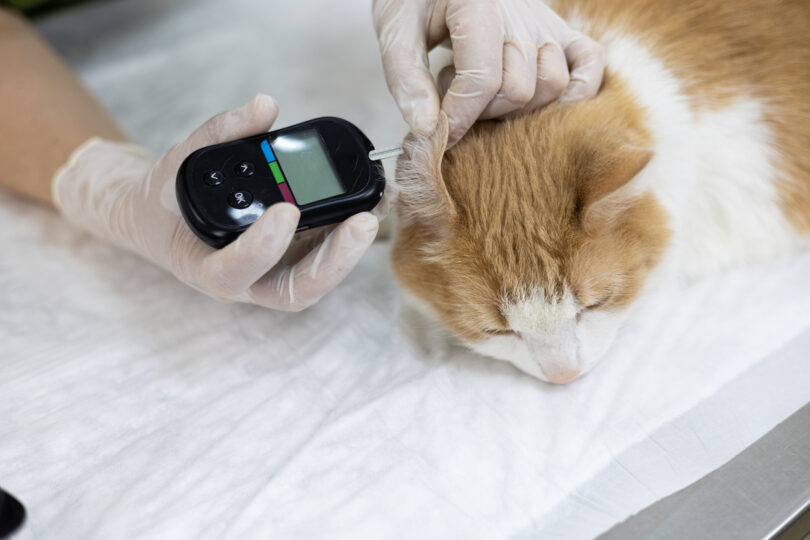 Há novas diretrizes para diagnóstico e tratamento da diabetes felina