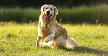 Humanos e Golden Retrievers partilham bases genéticas para alguns comportamentos