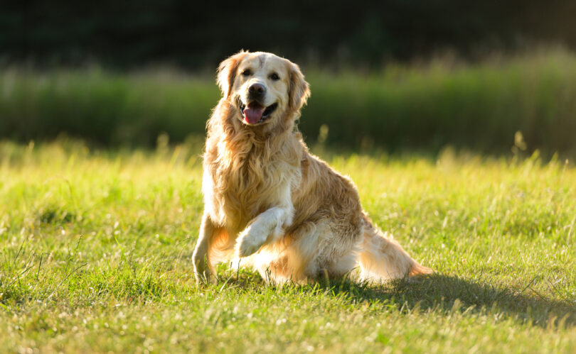 Humanos e Golden Retrievers partilham bases genéticas para alguns comportamentos