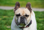 Estudo revelou uso excessivo de imagens de cães braquicefálicos em sites de clínicas veterinárias nos EUA