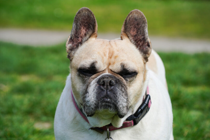 Estudo revelou uso excessivo de imagens de cães braquicefálicos em sites de clínicas veterinárias nos EUA