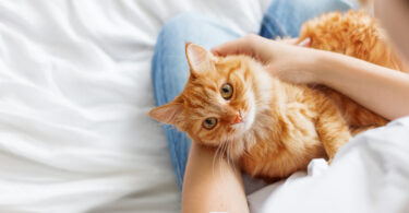 Humanização, prevenção e tecnologia estão a redefinir o setor pet care em Portugal