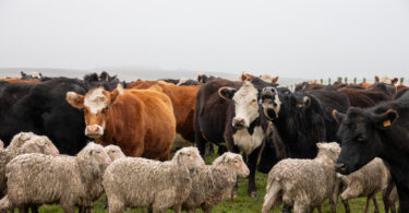 Formação prática em ruminantes marca o programa das Jornadas Internacionais de Évora