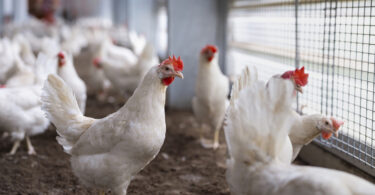 DGAV alerta para risco elevado de propagação da gripe aviária em Portugal