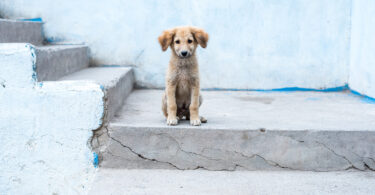 Animalife exige “legalização urgente” do modelo CED e “esterilização massiva” de cães