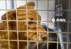 Conheça a campanha de alerta para o abandono animal após o Natal