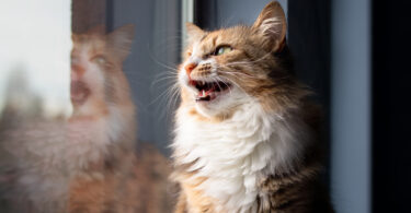 Estudo revelou que CBD pode reduzir ansiedade em gatos expostos a ruídos intensos