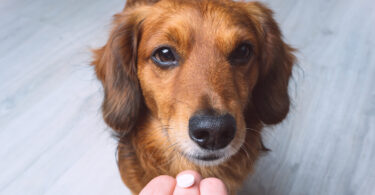 Mais de 40% dos veterinários admitem desrespeitar orientações no uso de antibióticos