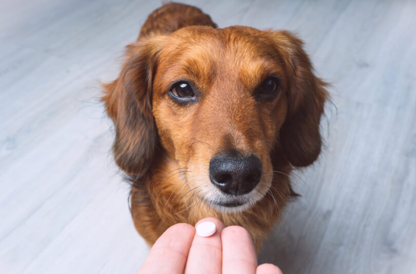 Mais de 40% dos veterinários admitem desrespeitar orientações no uso de antibióticos