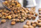Ração seca domina, mas tutores apostam cada vez mais em variedade e bem-estar