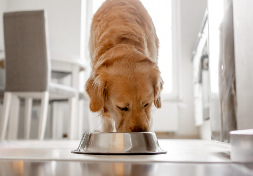 Estudo conclui que tutores estão abertos a dietas alimentares mais sustentáveis