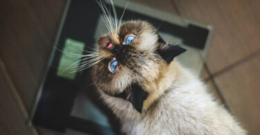 Empresa norte-americana testa implante para ajudar gatos a perder peso