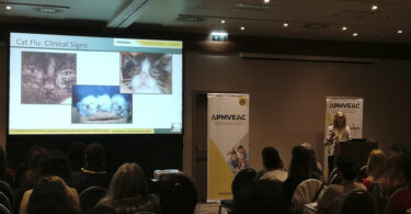 IX Congresso de Medicina Felina: “Gripe felina” e doenças cardiovasculares “têm um peso significativo” na prática clínica