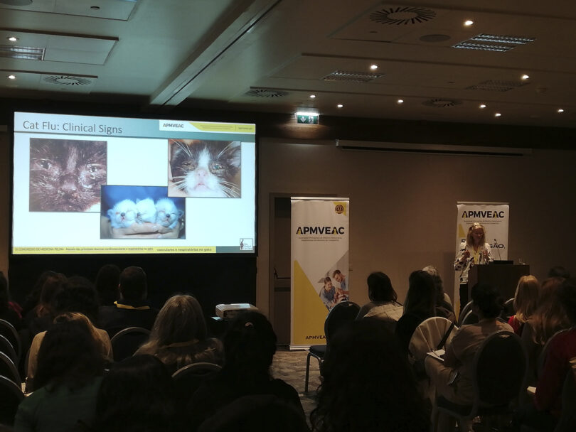 IX Congresso de Medicina Felina: “Gripe felina” e doenças cardiovasculares “têm um peso significativo” na prática clínica