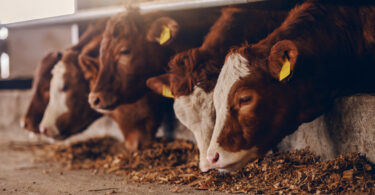 Acordo UE–Mercosul poderá ter “impactos devastadores” no bem-estar animal