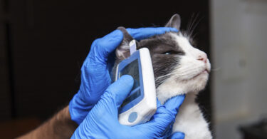 Guidelines iCatCare Veterinary Society: Um novo paradigma no tratamento da diabetes mellitus nos felinos