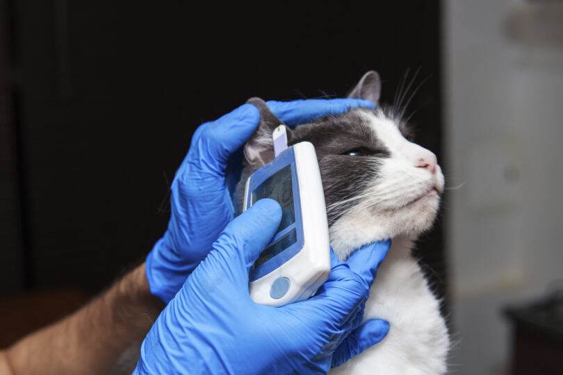 Guidelines iCatCare Veterinary Society: Um novo paradigma no tratamento da diabetes mellitus nos felinos