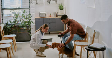 Apenas 18% dos tutores recorrem ao veterinário de forma preventiva