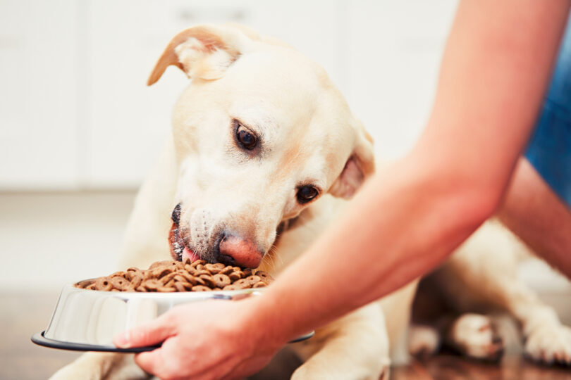Ração para cães contribui para 1% das emissões do Reino Unido, diz estudo