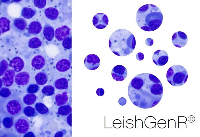 UranoLabPT lança em Portugal novo teste contra a Leishmaniose