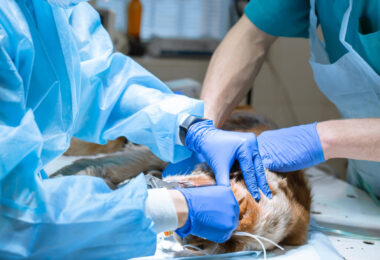 Há novas diretrizes para melhorar a colocação de sondas de alimentação em cães e gatos