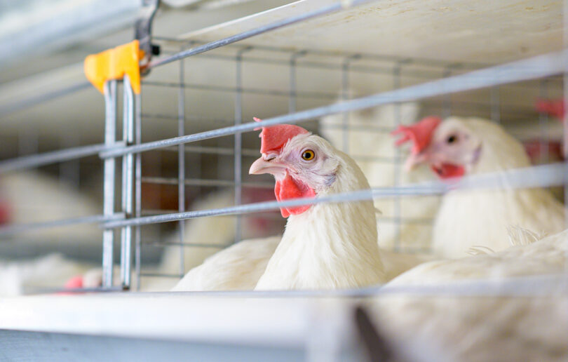 Movimento das aves aquáticas pode impulsionar a propagação da gripe aviária