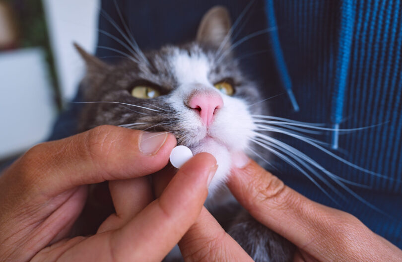 Quase 40% dos tutores de gatos não cumprem a medicação prescrita pelo veterinário