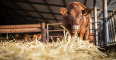 Tempestades causam danos severos e preocupam indústria de alimentos para animais