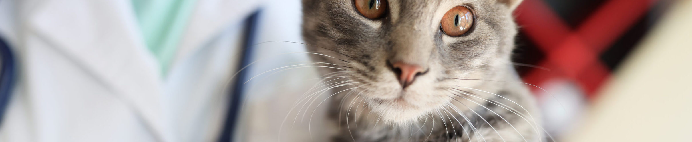Estudo português associa horários exclusivos para gatos a menor stress em contexto clínico