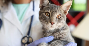 Estudo português associa horários exclusivos para gatos a menor stress em contexto clínico