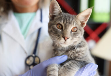 Estudo português associa horários exclusivos para gatos a menor stress em contexto clínico