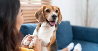 Estudo sugere que biomarcadores salivares podem complementar testes de temperamento canino