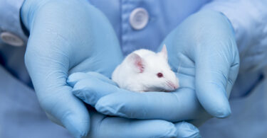 UE dá passo decisivo para proibir testes em animais em detergentes