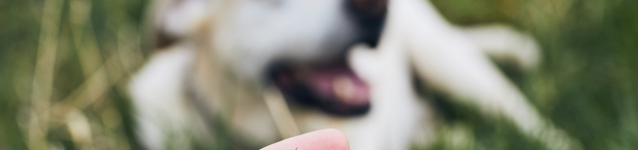 Estudo alerta para impacto ambiental de desparasitantes usados em cães e gatos