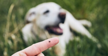 Estudo alerta para impacto ambiental de desparasitantes usados em cães e gatos