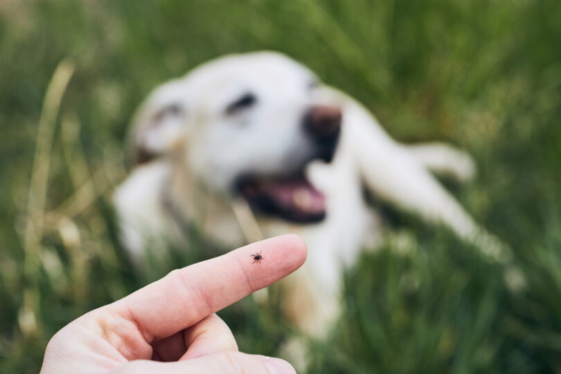 Estudo alerta para impacto ambiental de desparasitantes usados em cães e gatos