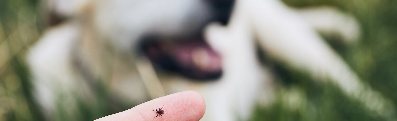 Estudo alerta para impacto ambiental de desparasitantes usados em cães e gatos